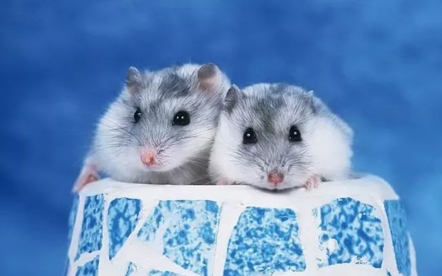 『』生肖鼠，将会中大奖，老天爷赏你巨财，你接不接？