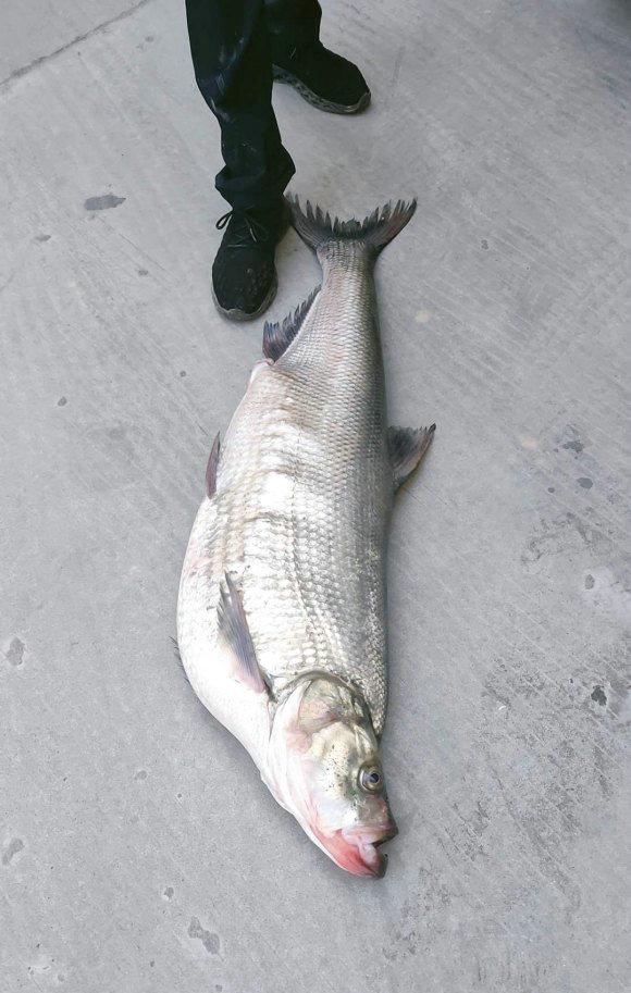 济宁|济宁钓鱼人钓获“1.5米翘嘴鱼王”，重24斤，网友：不好吃