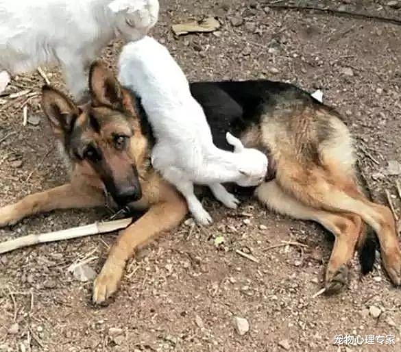 女子带母羊出门，1小时后回来，看到院子里的狗狗有些不知所措了