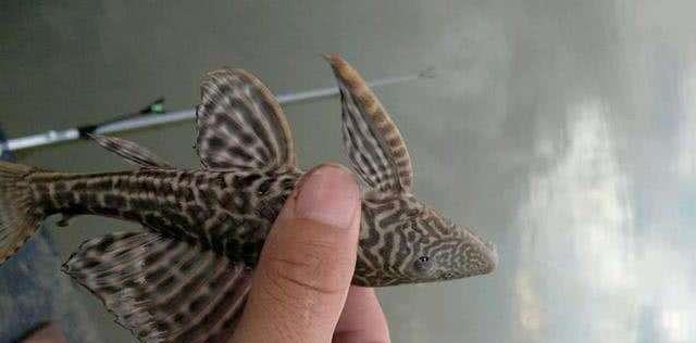 |你为何把鱼儿挂在树上晒太阳?钓鱼人:这种鱼危害太大