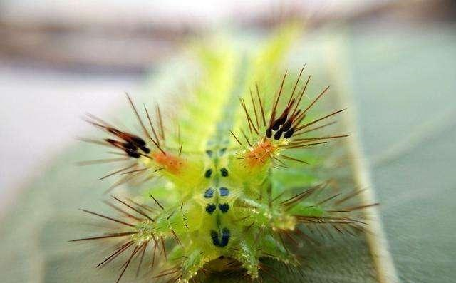 立秋|钓鱼人注意啦!这种不起眼的小虫子千万要小心,严重可致命