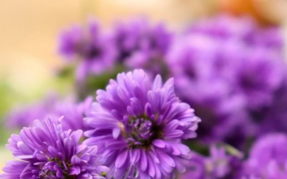 运势|十一月上旬开始，财富上涨，财运大发，幸运相随的生肖