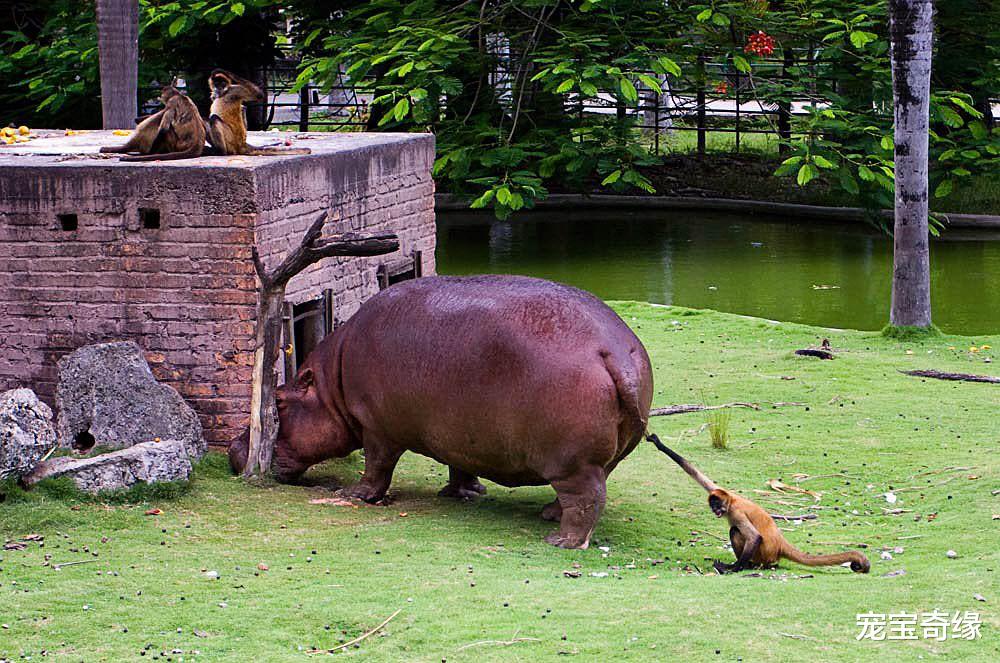 老虎|可爱的动物们也有一些不为人知的“黑”事实，你想不到哦（一）