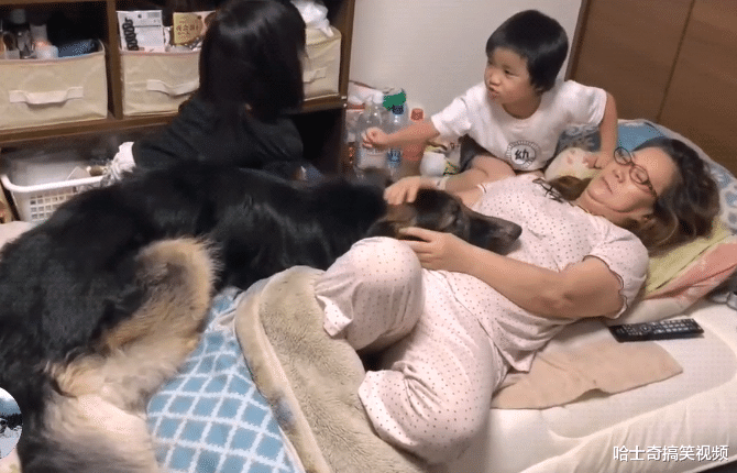 德牧从小要主人抱着睡，现在都三岁半了，还跟小主人抢妈妈