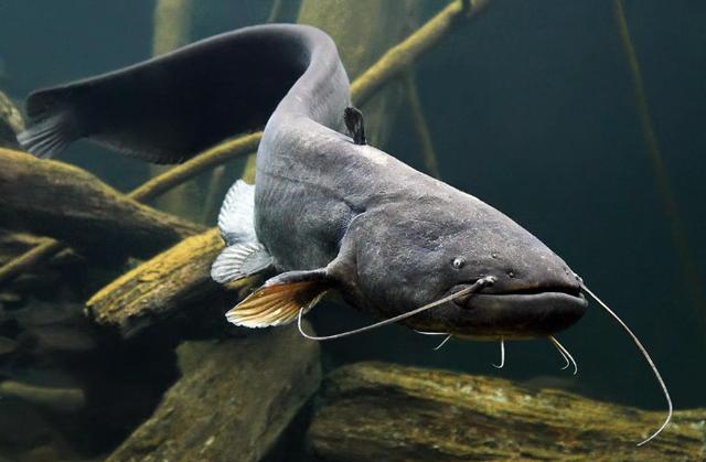 『猪肝』鲶鱼都搞不定，你的钓鱼之行注定空军！一小块猪肝能钓3条