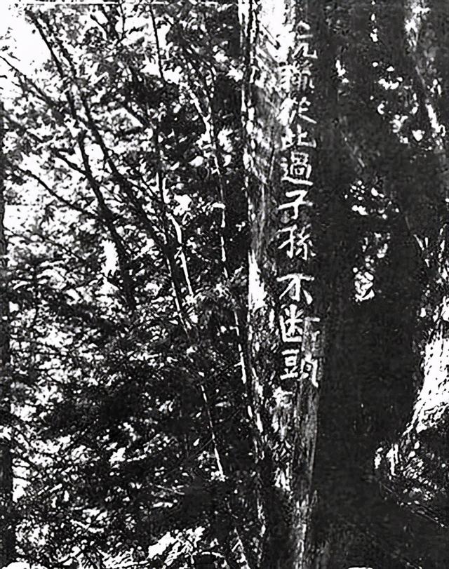 日军|溥仪写进回忆录的铁血名将,身高1米93,被日军剖腹后只吃树皮