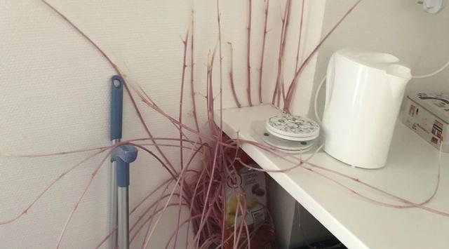 小姐姐■法国学生异地隔离留下一包土豆,三个月后回家:屋子竟被“攻占”