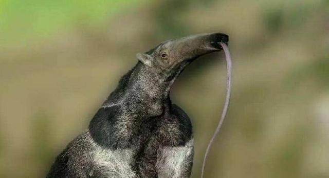 食蚁兽|一群行军蚁能否对付一只饥饿的食蚁兽？为什么？