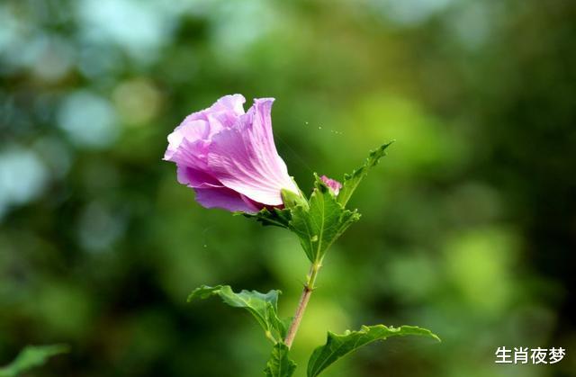 生肖|8月财运兴旺，事业更上一层楼，好运非同寻常的4大生肖