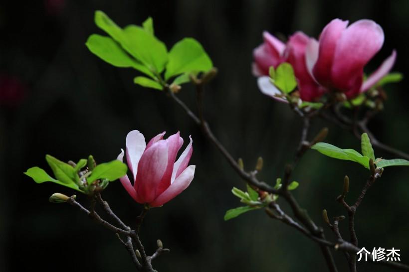 生肖▲6月下旬,异性缘变好,桃花运旺盛,不再单身的4大生肖