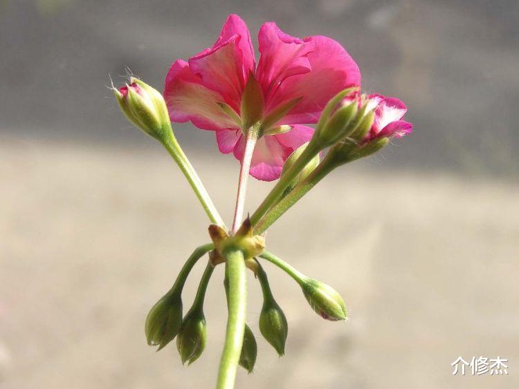 霉运|下个月，桃花扎堆，姻缘突如其来，爱情如意，事业高升的4大星座