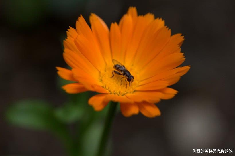 ：6月下旬起顺风顺水，横财爆棚，注定财源大开，富有盈门的四属相