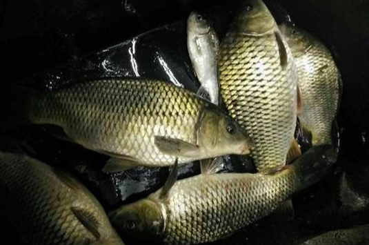 蚊子|初秋夜钓如何才能有好渔获,钓鱼高手给出四个建议——盛世三渔