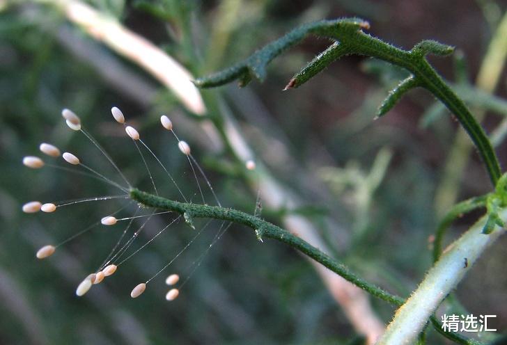 鸸鹋▲10种动物所产的蛋或卵：形状各异，神奇与怪异并存
