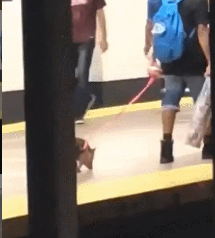 InsDaily|纽约地铁禁止带狗，但允许沙雕进入，于是奇怪的事情发生了……