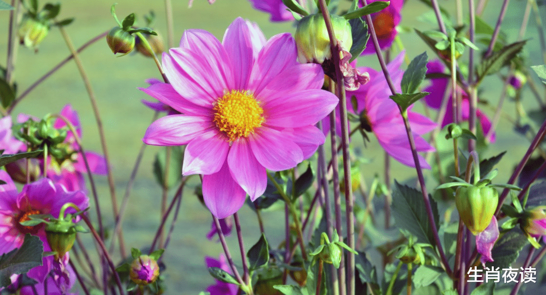 燃爱|11月，旧爱选择回头，再次得到爱情，3生肖破冰和好，重燃爱火