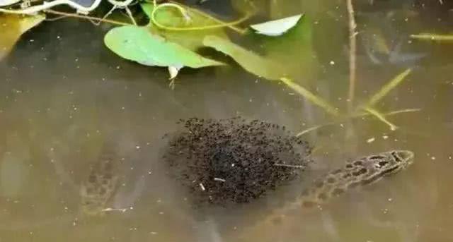 螃蟹■中国好吃的6类“河鲜”，你吃过几种？