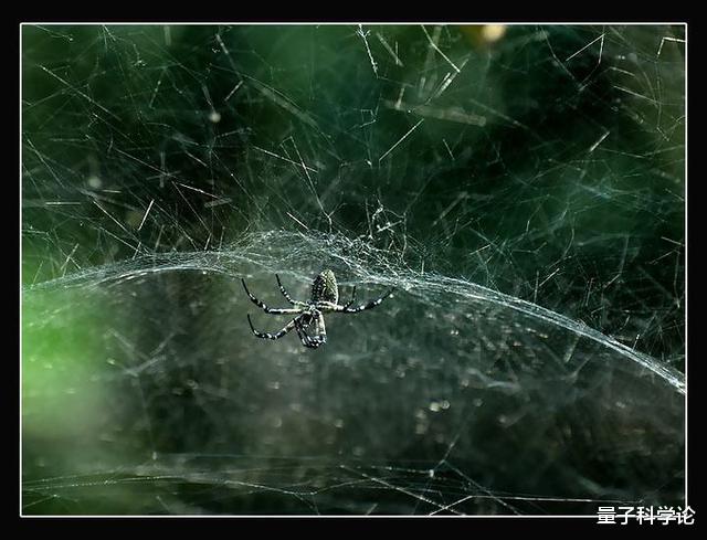 后代■交配后，为了防止被雌性吃掉，这种生物的雄性甘愿“自宫”
