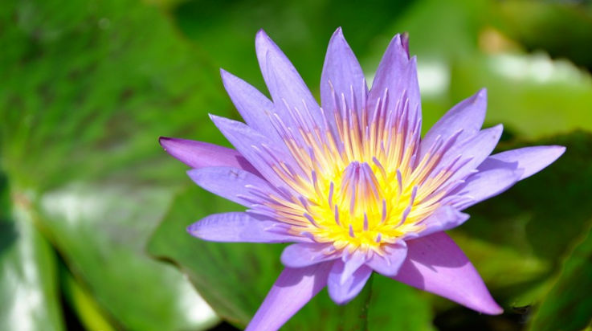 生肖|预计一周内，缘分与桃花拨动心弦，展望年底顺利脱单的四大生肖！