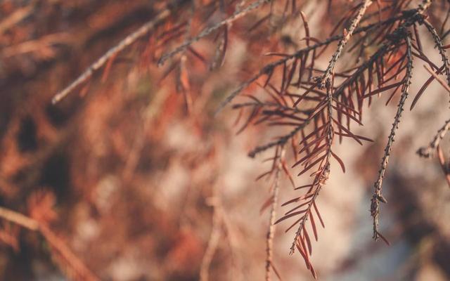 狮子|在9月份，这几个星座容易对爱情执着，来看看是谁