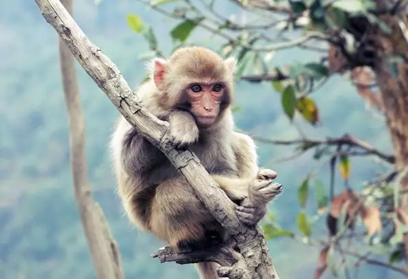 【生肖】一生之计在于勤：属猴人，近期有“三囍”临门