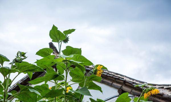 丽江|东北人“最喜欢去”的2座城市,只因这一个原因,他们不想离开