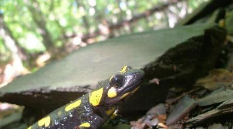 『』世界上6大“杀不死”的生物, 身体坏了可再生, 脑袋没了还能跑