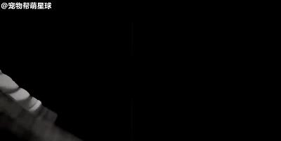 猫咪被困下水道数月，好心人终将其救出：这么可爱，跟我回家吧！