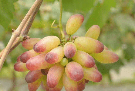 「水果」名字里带有“动物”的水果,九成的人只能想到“猕猴桃”!