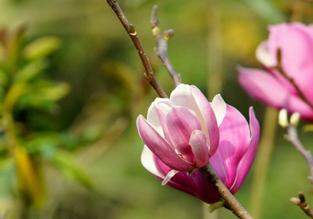 属鸡：?6月份开始，12生肖中的4大生肖异性缘最旺，天生招人喜欢！