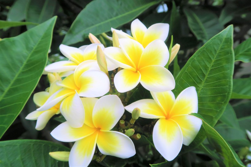 生肖@未来30天姻缘灿烂，桃花运进家门，能够顺利脱单的4大生肖！