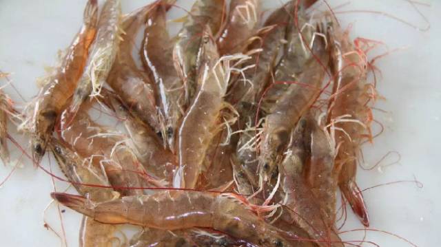 鱿鱼|开海了!这84种海鲜,你都认识吗?