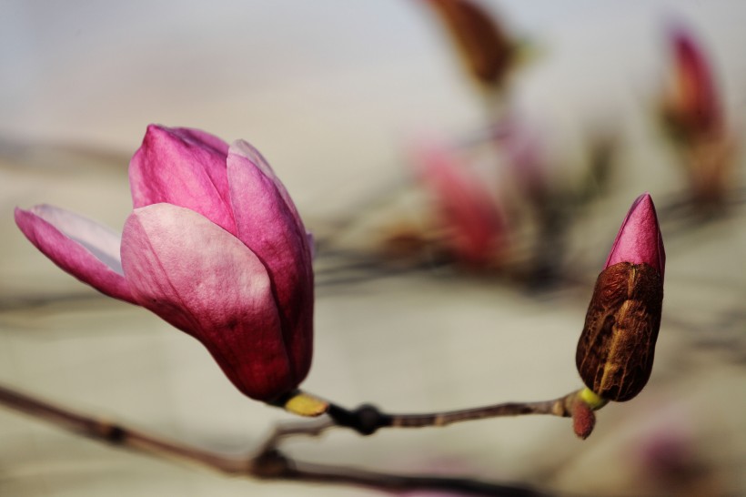生肖■6月下旬起，红娘暗助月老眷顾，难忘旧爱，将续写姻缘的四大生肖