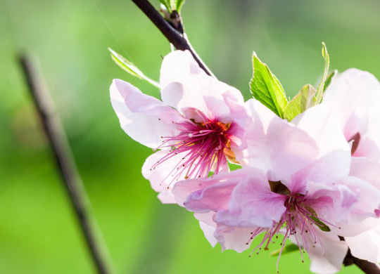 「」4月坏事不近身,财运旺盛的属相,喜鹊叫喜事来,发展顺利