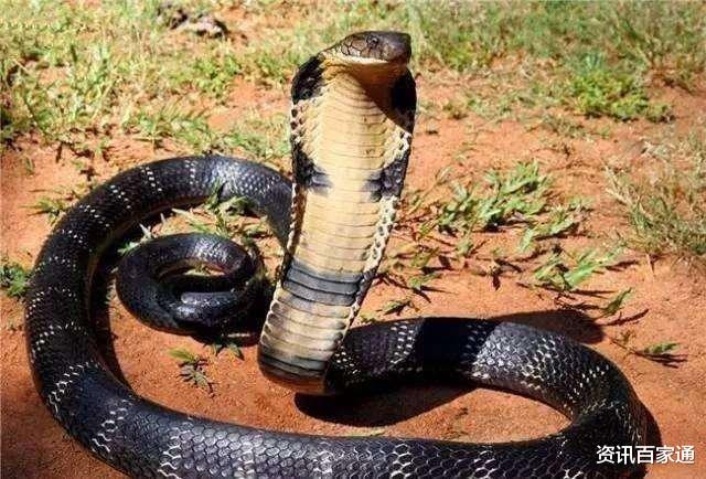 银环蛇|银环蛇为什么是中国最毒的毒蛇？看完就懂了