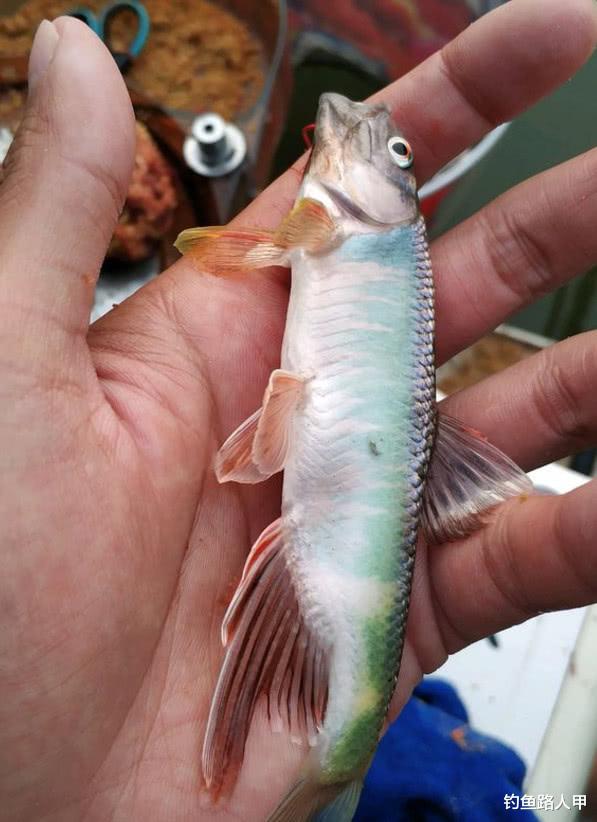 「」钓不到鱼是技术不好?这些问题没改善之前,技术再好也没用