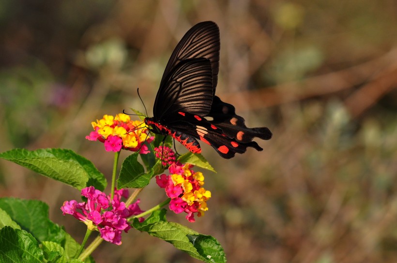生肖|7月下旬，前缘难断，未痴情不改，终将挽回旧爱的四大生肖