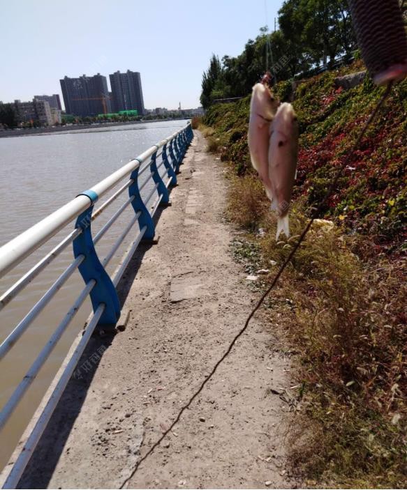 饵料|南鱼北调把鱼养，来年再战不空军