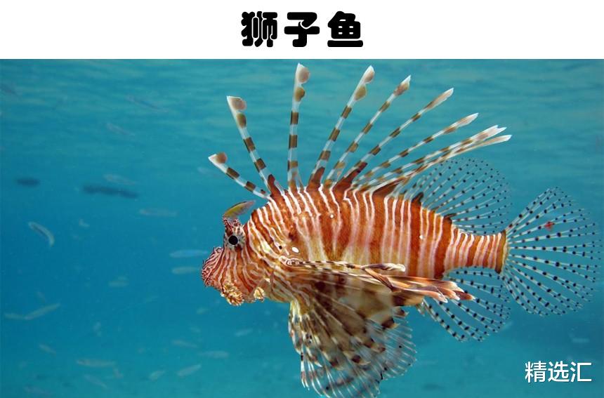 狮子鱼|在世界各地的水域中，被发现的9种非常独特的鱼