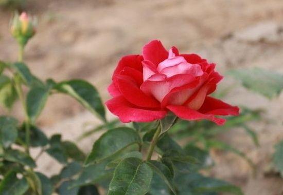 |8月底贵人如云,横财来袭,4属相喜事多运气旺,万事大吉