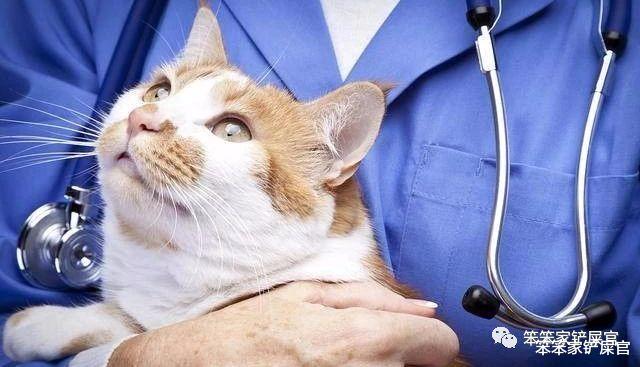 猫杯状病毒是猫咪高度传染的疾病：发病率极高，会引发严重疾病