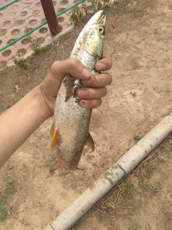 『』长了十几年的“翘嘴鱼王”被人钓起，是放生还是清蒸？