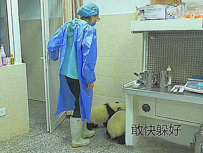 熊猫：如此做法让国宝的脸搁哪？饲养员：偷东西时想过要脸吗