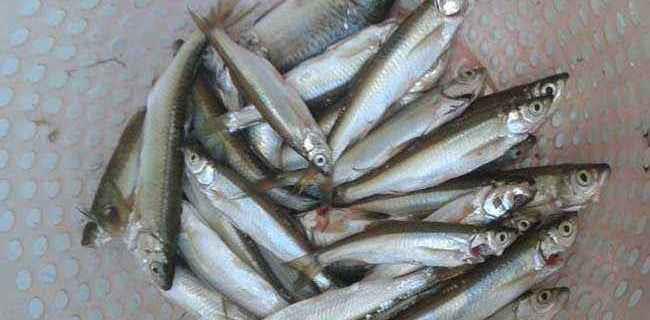 ##白条鱼——最不应该被唾弃，原因有3点！