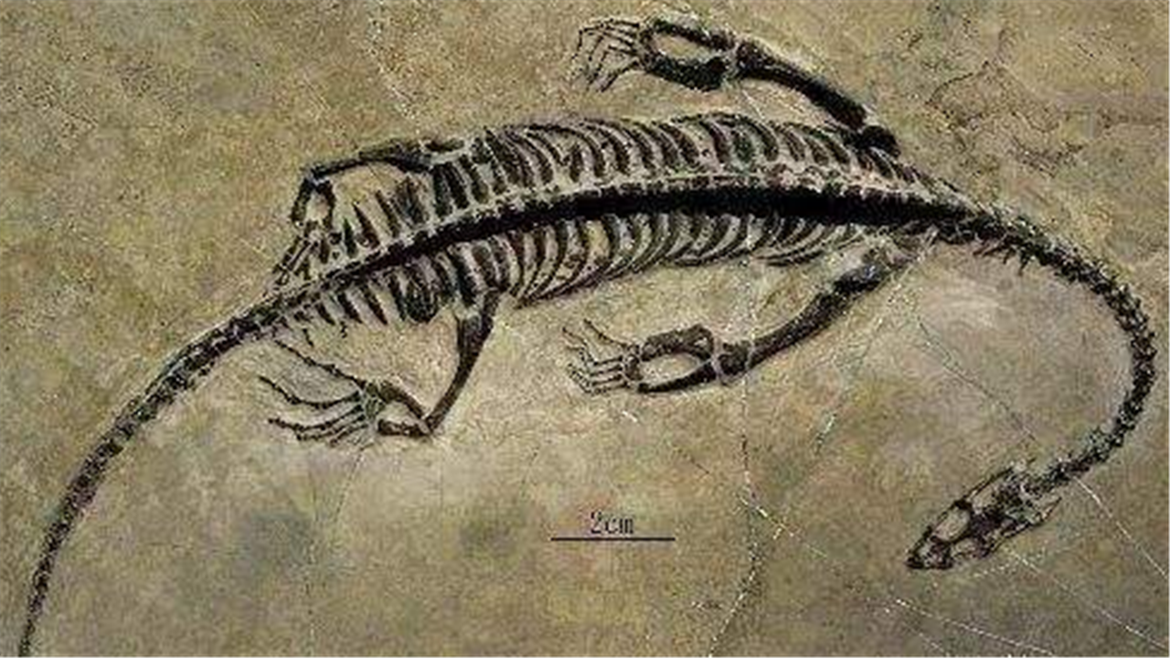 ▲中国出土的两条“龙”，一条被日本博物馆收藏，另一条已2亿多岁