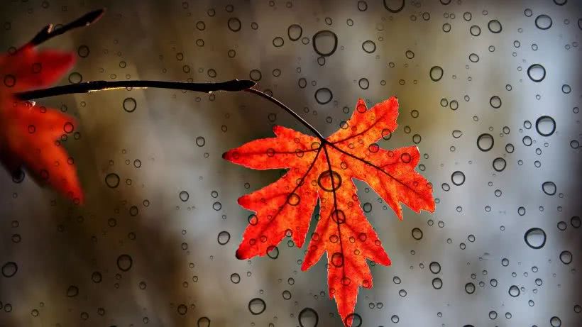 【摩羯座】5月下旬喜鹊报喜，吉星傍身，钞票如雨，生活特精彩的四属相