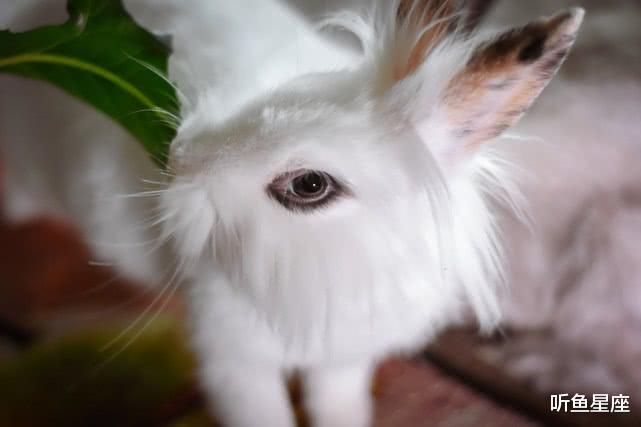 「生肖」喜鹊枝头叫，本周春风得意、事业财运躲不掉的生肖，收获满满