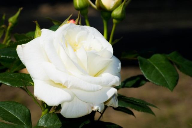 【生肖】7月中旬，青鸟传信，朝思暮想的良缘来临，喜结良缘的四大生肖！