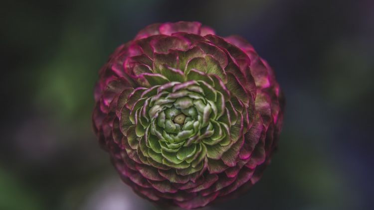 运势|9月真爱降临，愿得一人心，等到了挚爱的四大生肖！