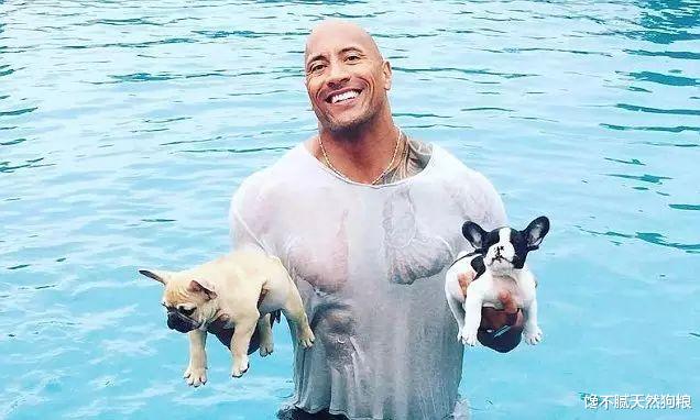 人气高的法国斗牛犬，养起来也不容易，需要注意这6点